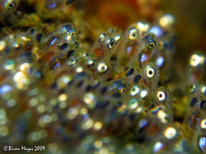 Clownfish eggs. There's always one or two that stand out ... by Brian Mayes 